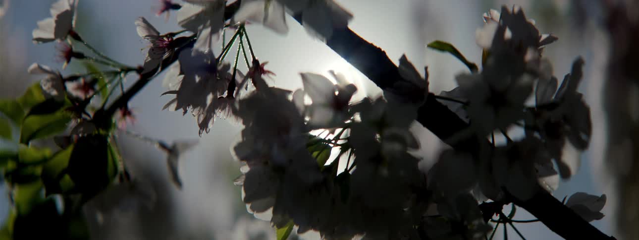A tree branch full of pink blossoms sways in the wind with the sun shining and glaring behind it