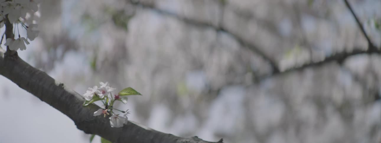 Flower blooms on a tree branch