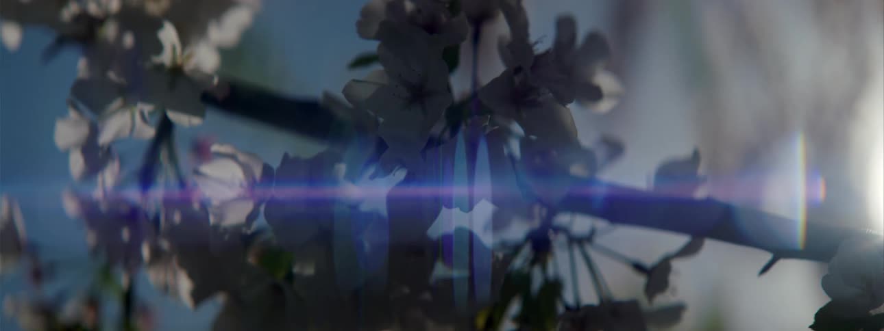 Sun glares as flower covered branch sways in the breeze