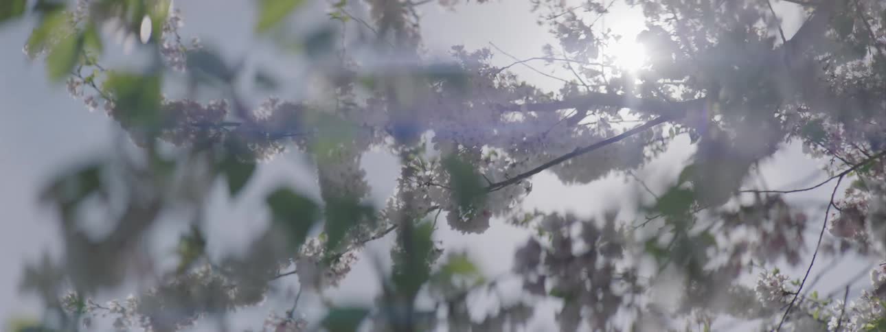 A close up of tree branches
