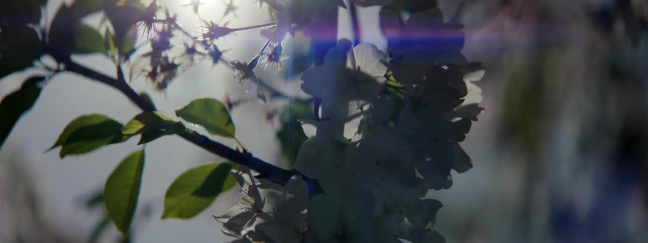 Close up of flowers on tree branch at day