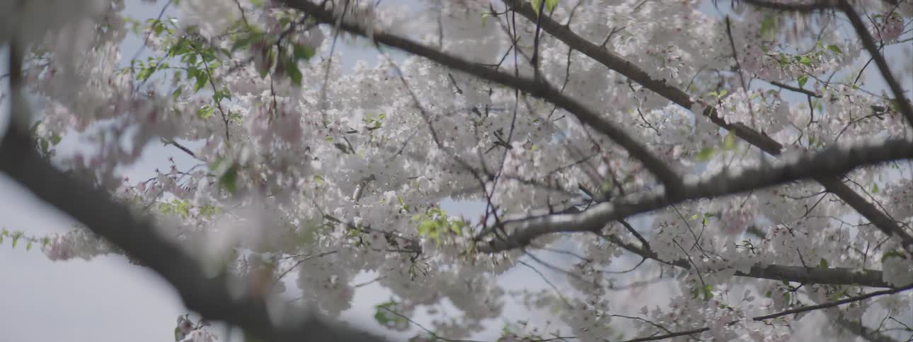 The blossoms are on the tree