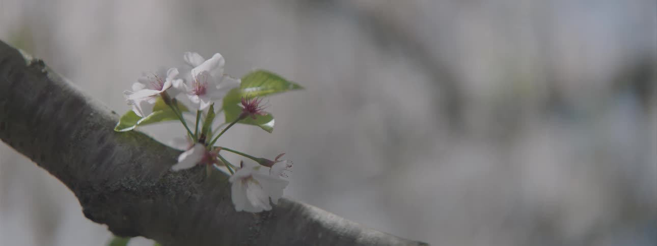 The buds bloom on the branch