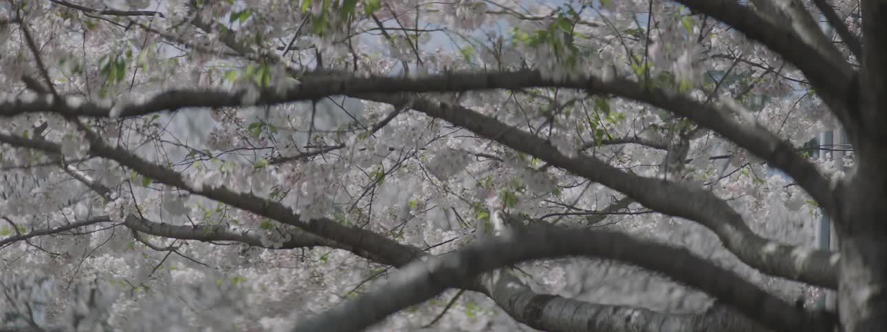 Flower blossoms on a tree