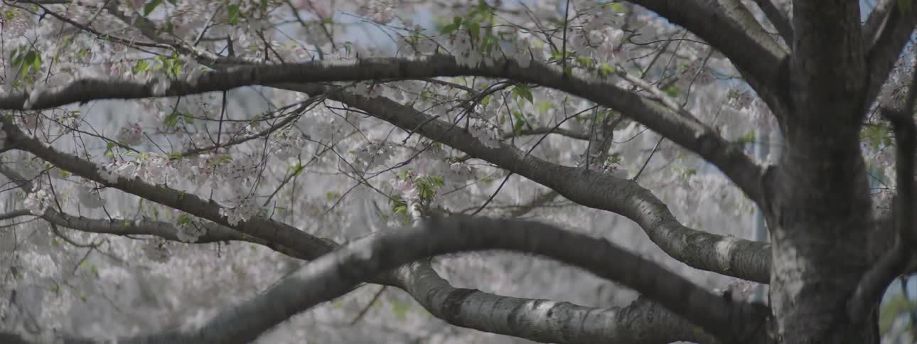 Cherry blossoms on a tree