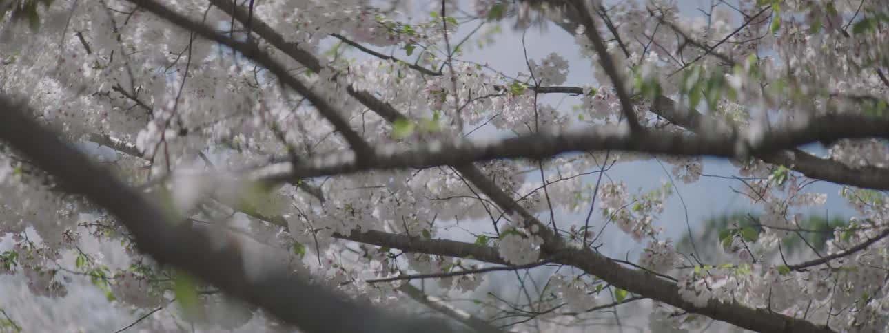 The buds bloom on the tree