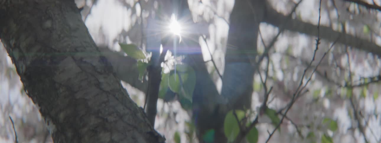 Leaves and blossoms on tree branches in the wind on a bright sunny day
