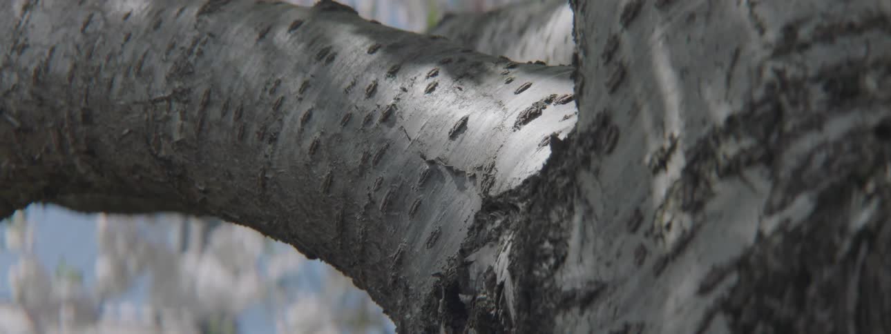 Tree bark forms layers on a tree trunk