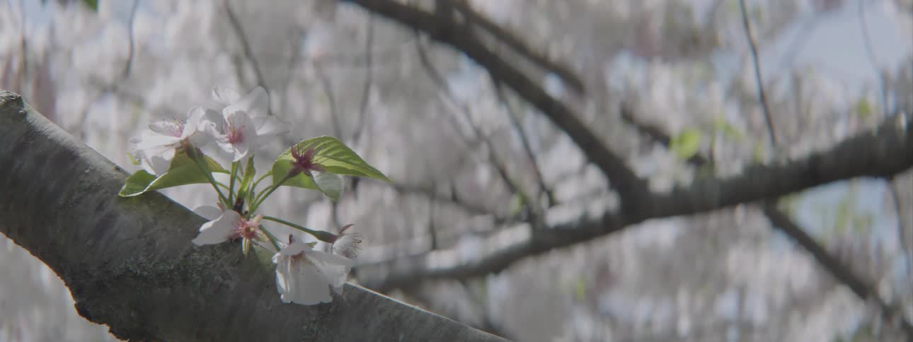 A blossom on a tree