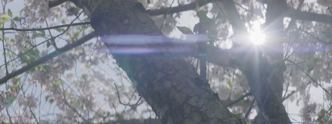 Cherry blossoms on a tree