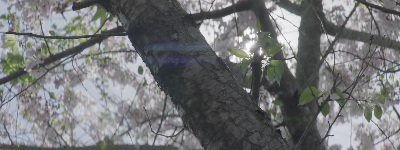 Sun glares through flowers and leaves of trees upper branches