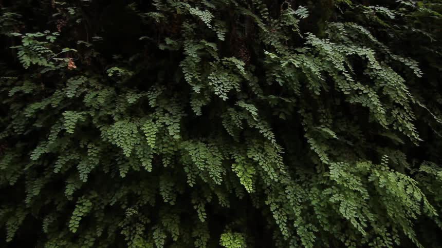 A dense growth of ferns in the forest