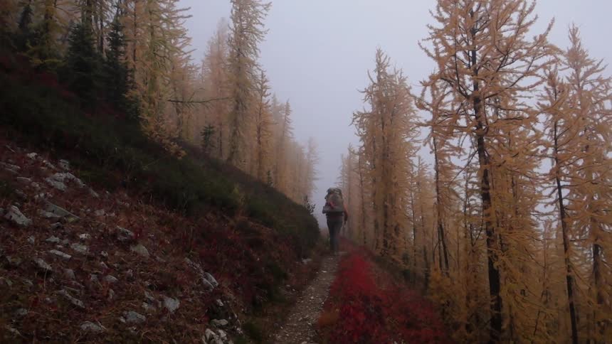 A hiker walks alone in the woods