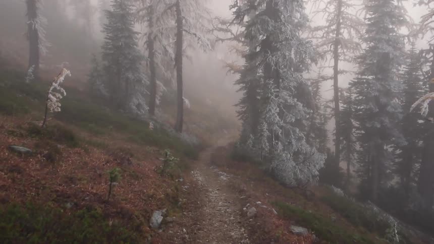 First person view of travelling along a narrow foot path through trees with snow clinging to the branches and fog hovering between them