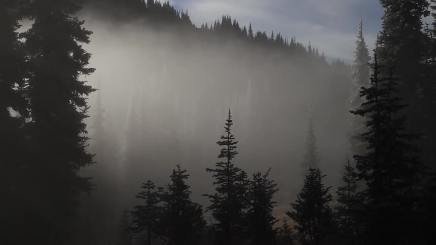 Fog rolls in on a dark forest on a hill