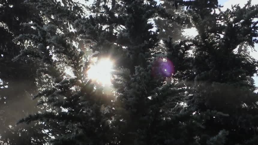 The sun shines through tree branches
