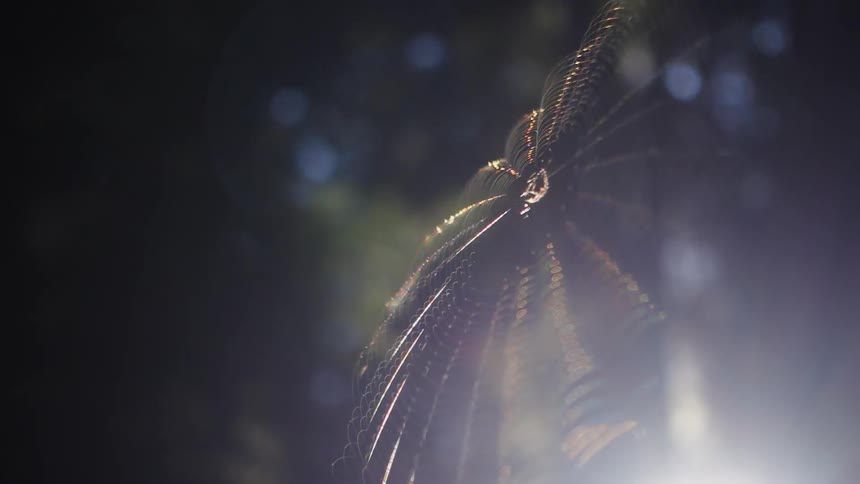 The sun shines on a spider web