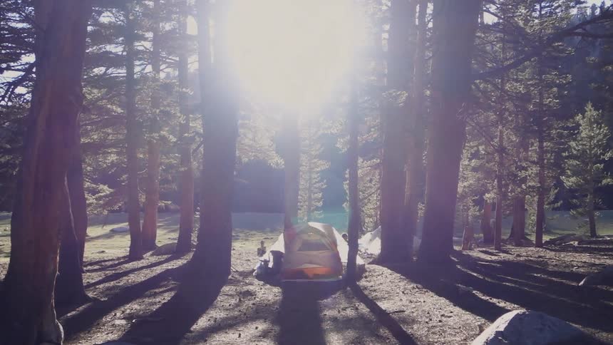 A tent sits nestled next to pine trees in the woods