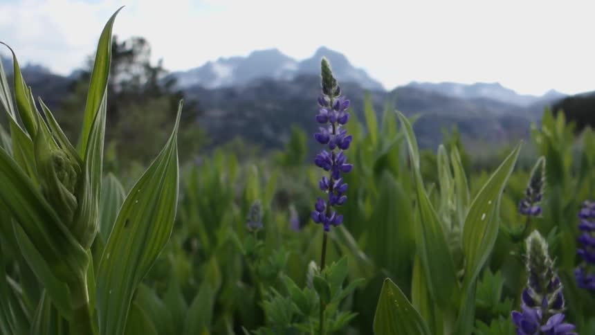 Lavender flowers are in a field on a cloudy day