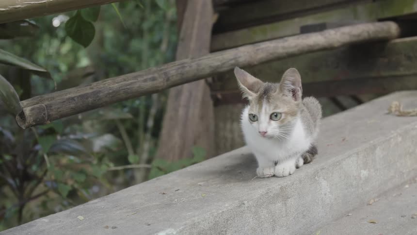 A cat resting on a concrete curb near a wooden structure