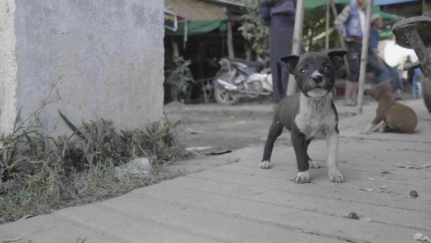 Puppy barks in the garden