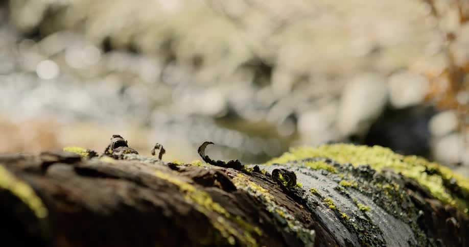 A stream of water is moving near the tree trunk