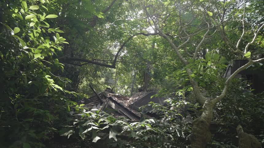 The ruins of a house sit in the middle of a forested area