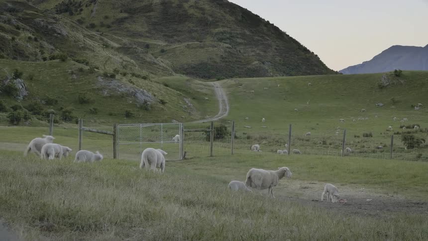 Sheep graze in a field below hills