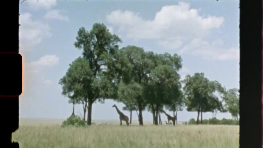 Giraffes standing underneath trees with the sky in the background