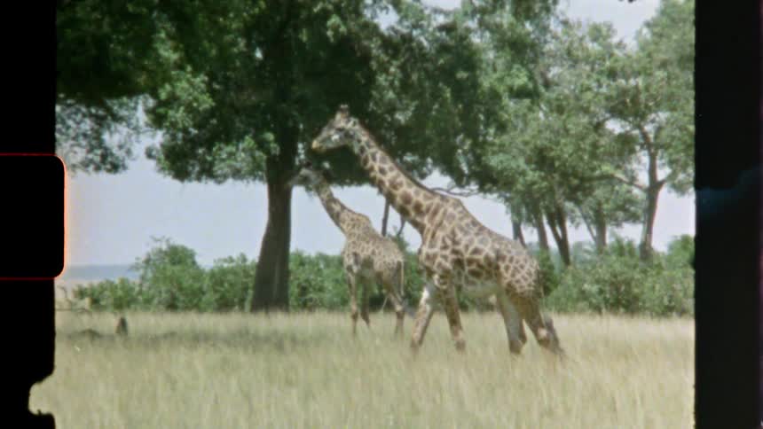 Vintage footage of giraffes walking