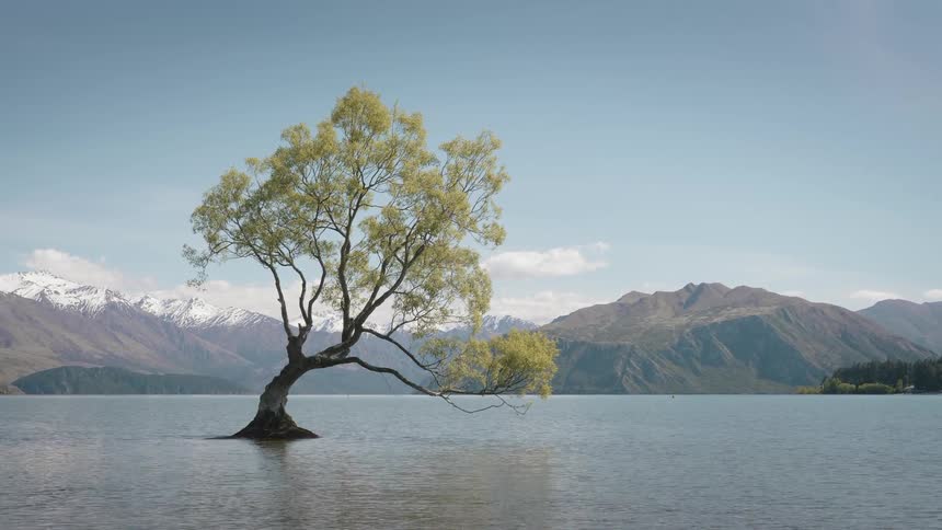 A tree growing in a lake