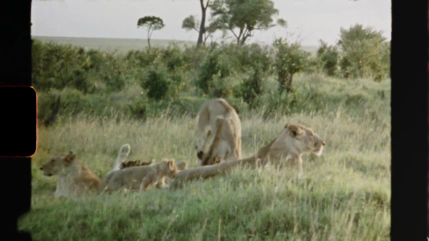 Lion and cubs are in the grass