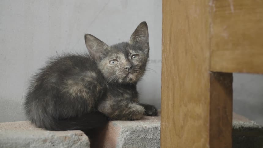 A kitten sits on cement