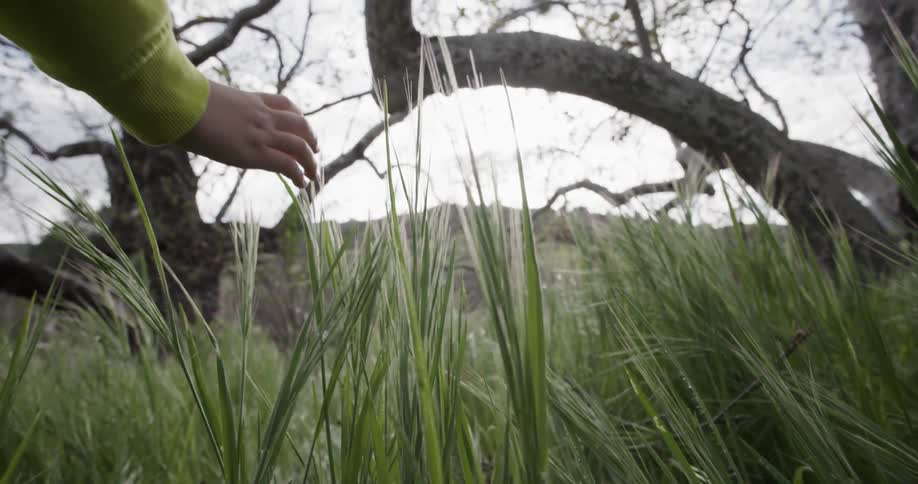 A woman reaches forward to touch some tall grass