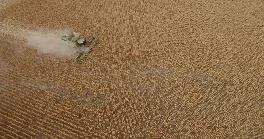 A harvester harvesting wheat in a field