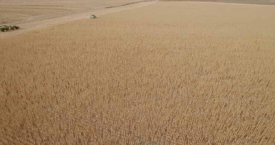A wheat field with a harvester harvesting wheat
