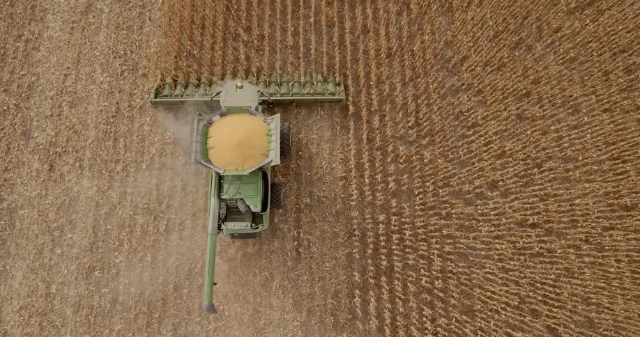 A tractor in a field of wheat