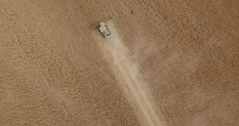 A harvester harvesting wheat in a field