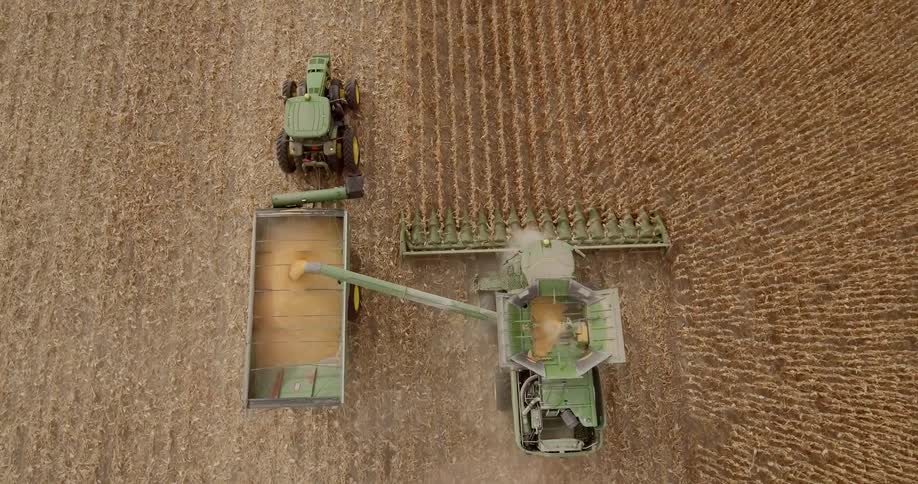 Combine harvester cutting the plant separating the seed from the stem and cleaning the grain moves across a cornfield