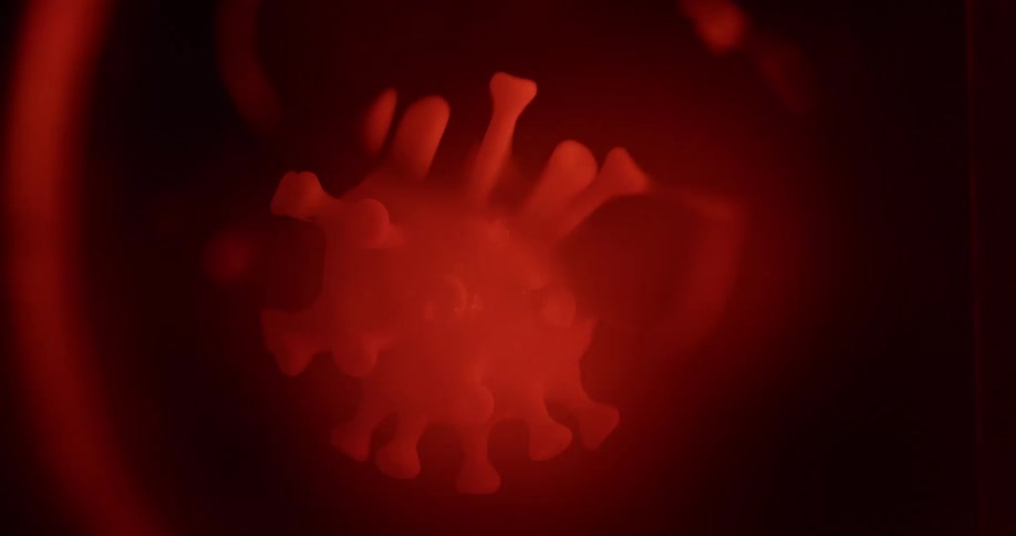 Whitish blob with protrusions ending in knoblike shapes floats in reddish liquid