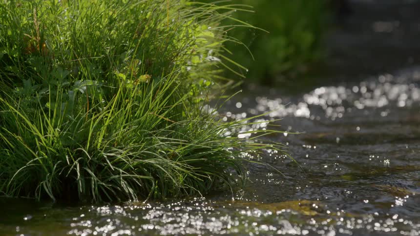 River water flows by tall green grass