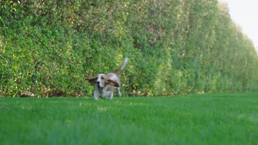 The dog runs on the grass