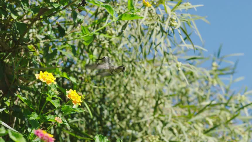 A bird flies eating nectar from flowers