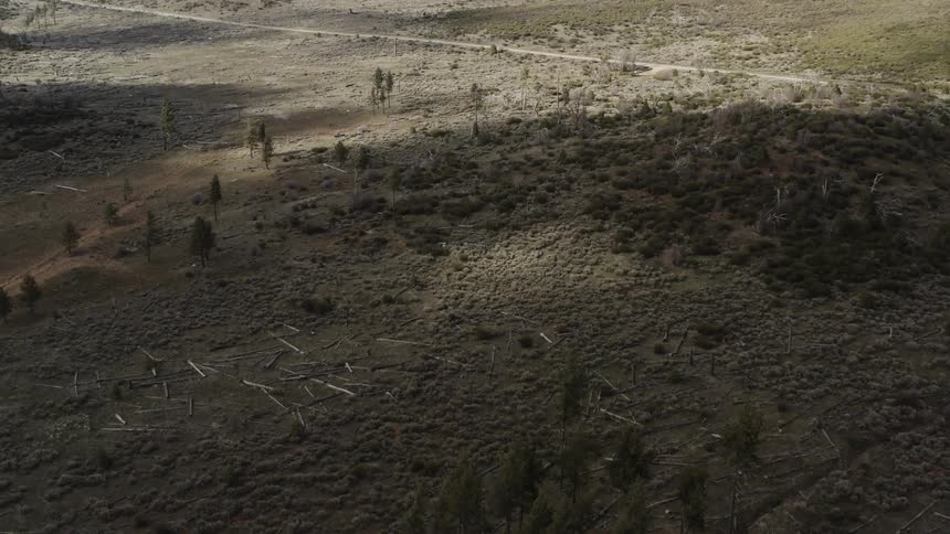Fallen trees and charred earth from a forest fire
