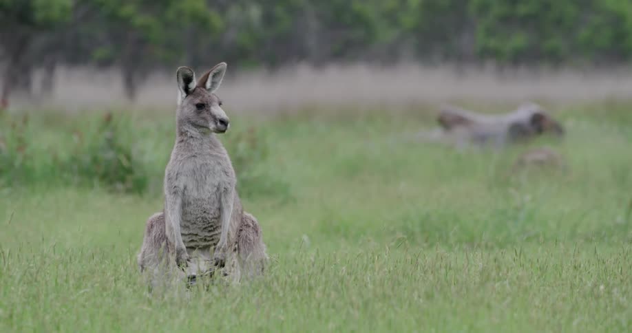 A kangaroo sits in the grass
