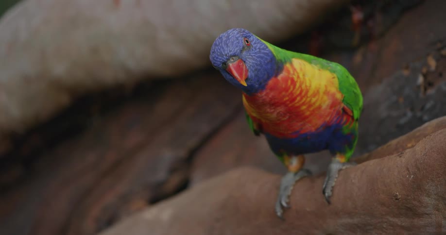 Colorful bird perches on a branch in the forest