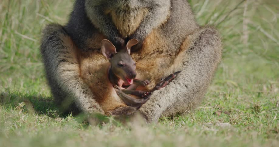 A baby kangaroo sits in its mothers pouch