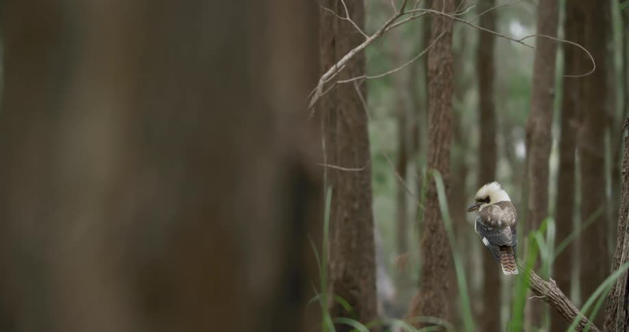 Australian kookaburra standing on a branch in forest at day