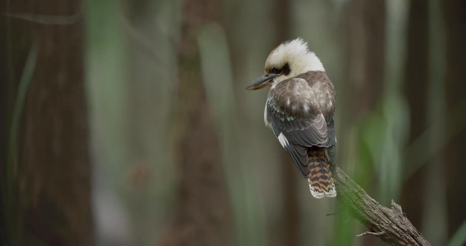 Bird perches on a branch in the forest