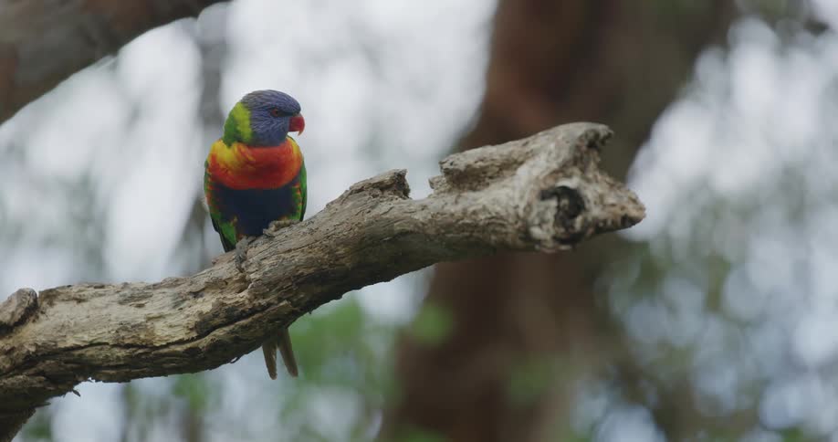 A colorful bird sitting on a branch
